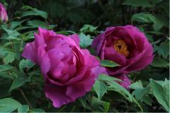 Image00014