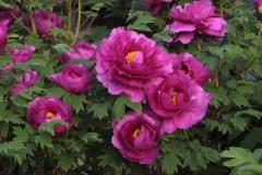 Image00015