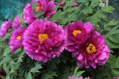 Image00016