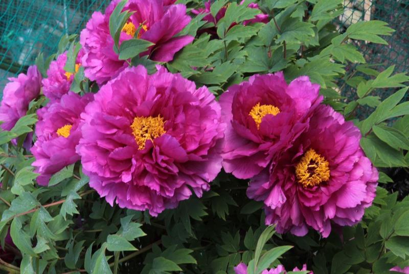 Image00016