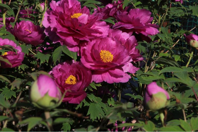 Image00017