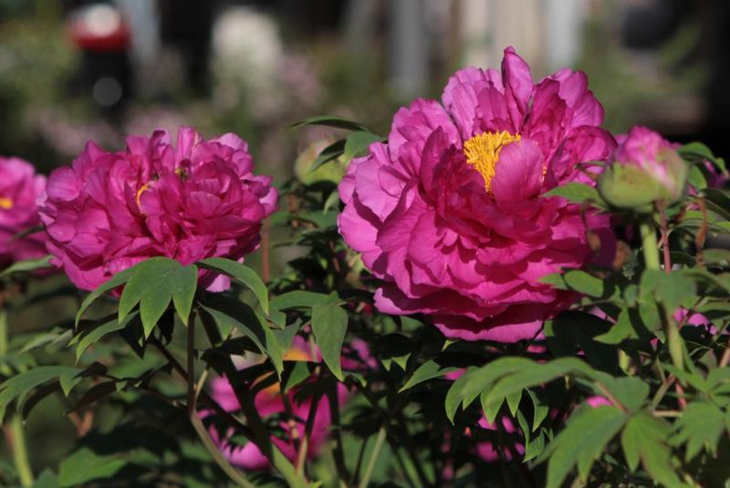 Image00020