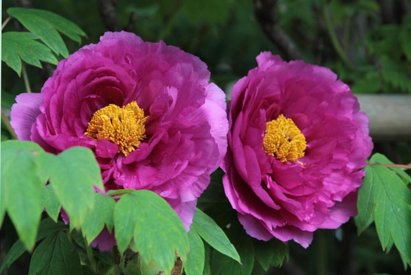 Image00006