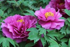 Image00002