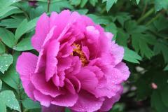 Image00004