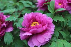 Image00005