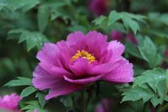 Image00009