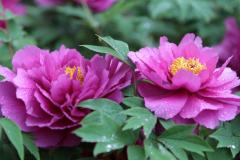 Image00010