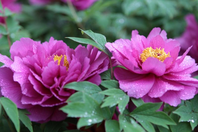 Image00010
