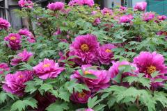 Image00012
