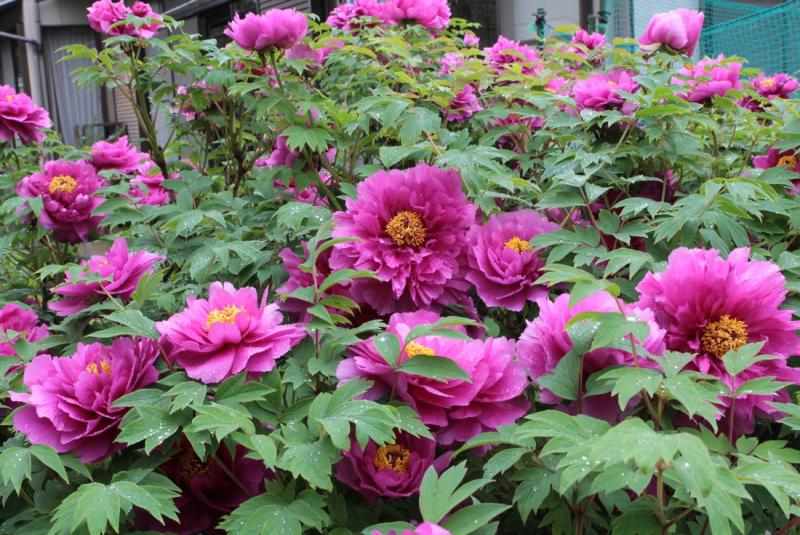 Image00012