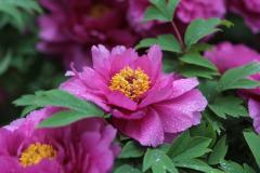 Image00016