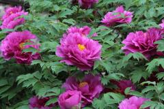 Image00017
