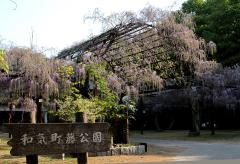 和気の藤公園（2017）