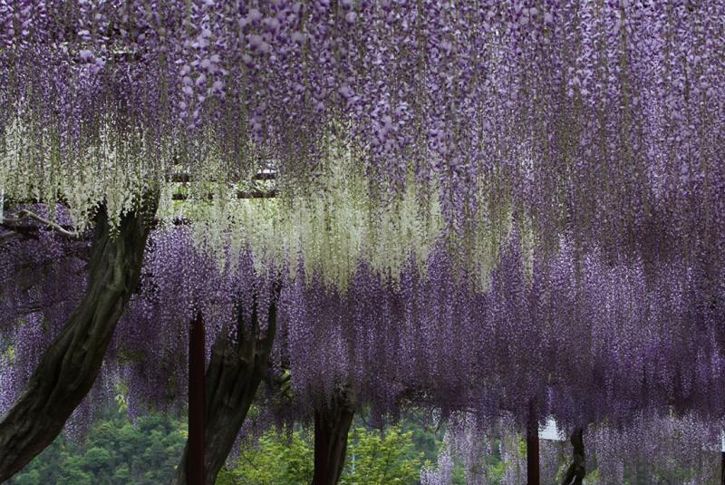 Image00006