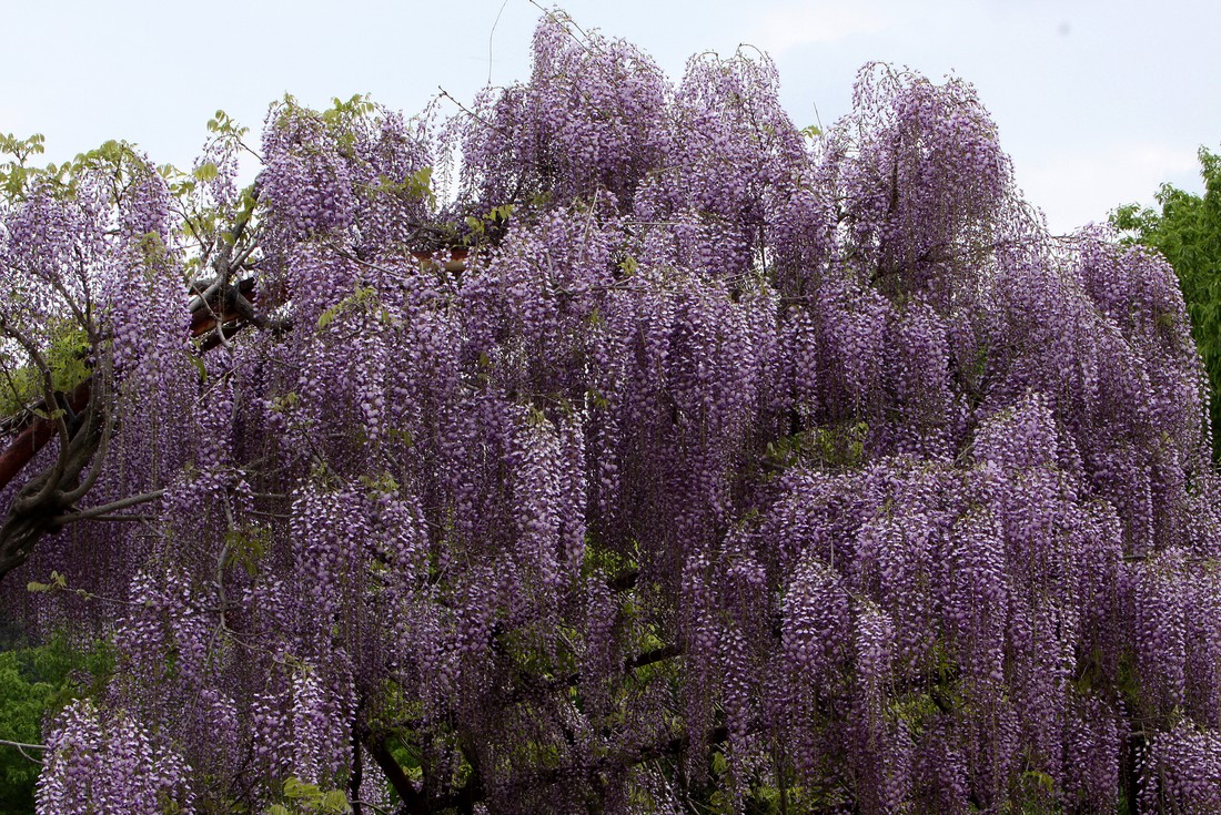 Image00012