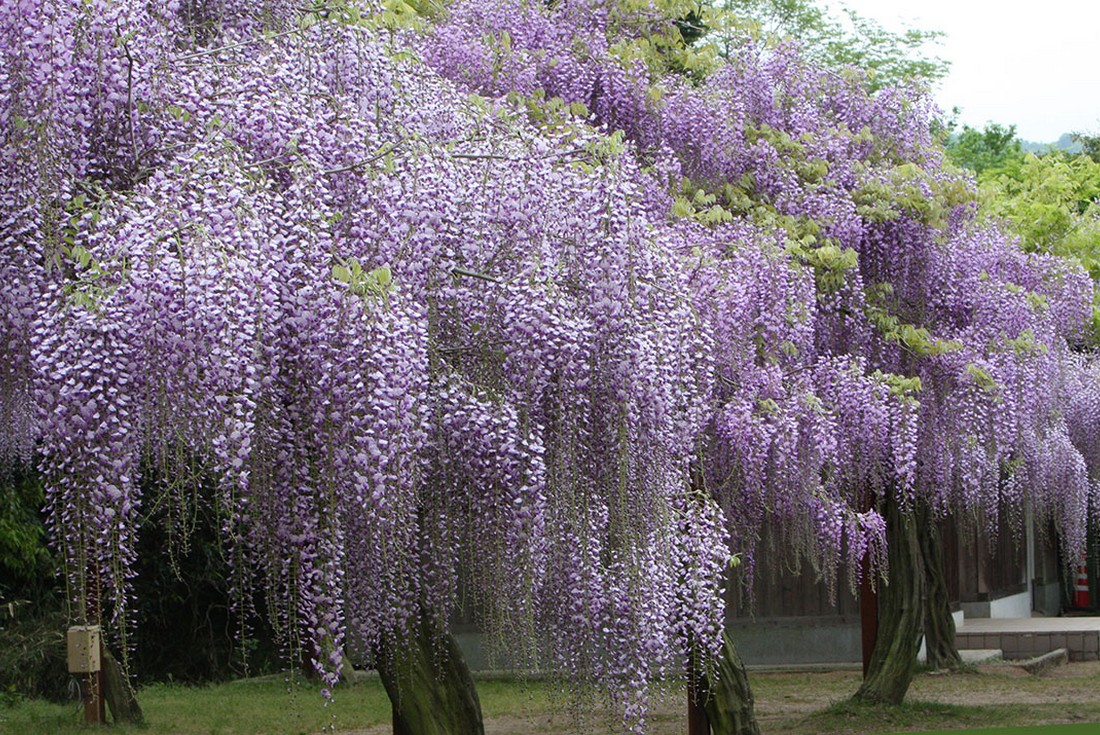 Image00021