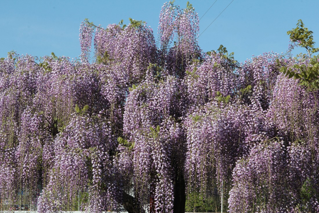 Image00029