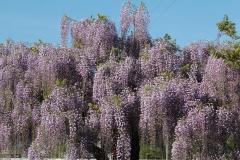 Image00029