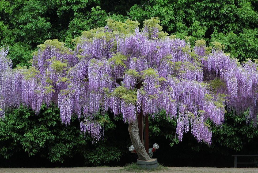 Image00037