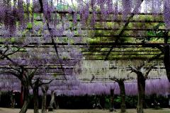 Image00039