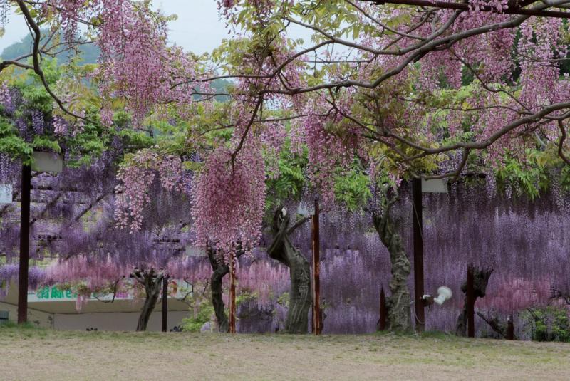 Image00042