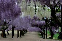 Image00047