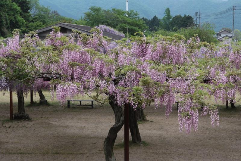 Image00050
