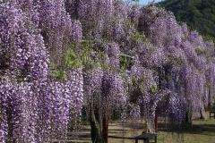 Image00061