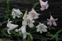 IMG_6136wb