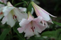 IMG_6140Awb