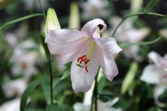 IMG_6145wb