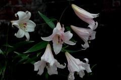 IMG_6158wb