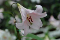 IMG_6160wb