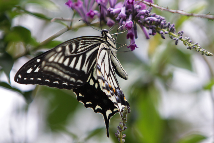 Ｂｕｔｔｅｒｆｌｙ5683