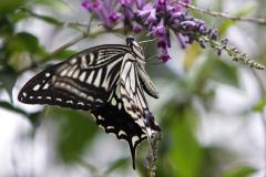 Ｂｕｔｔｅｒｆｌｙ5683
