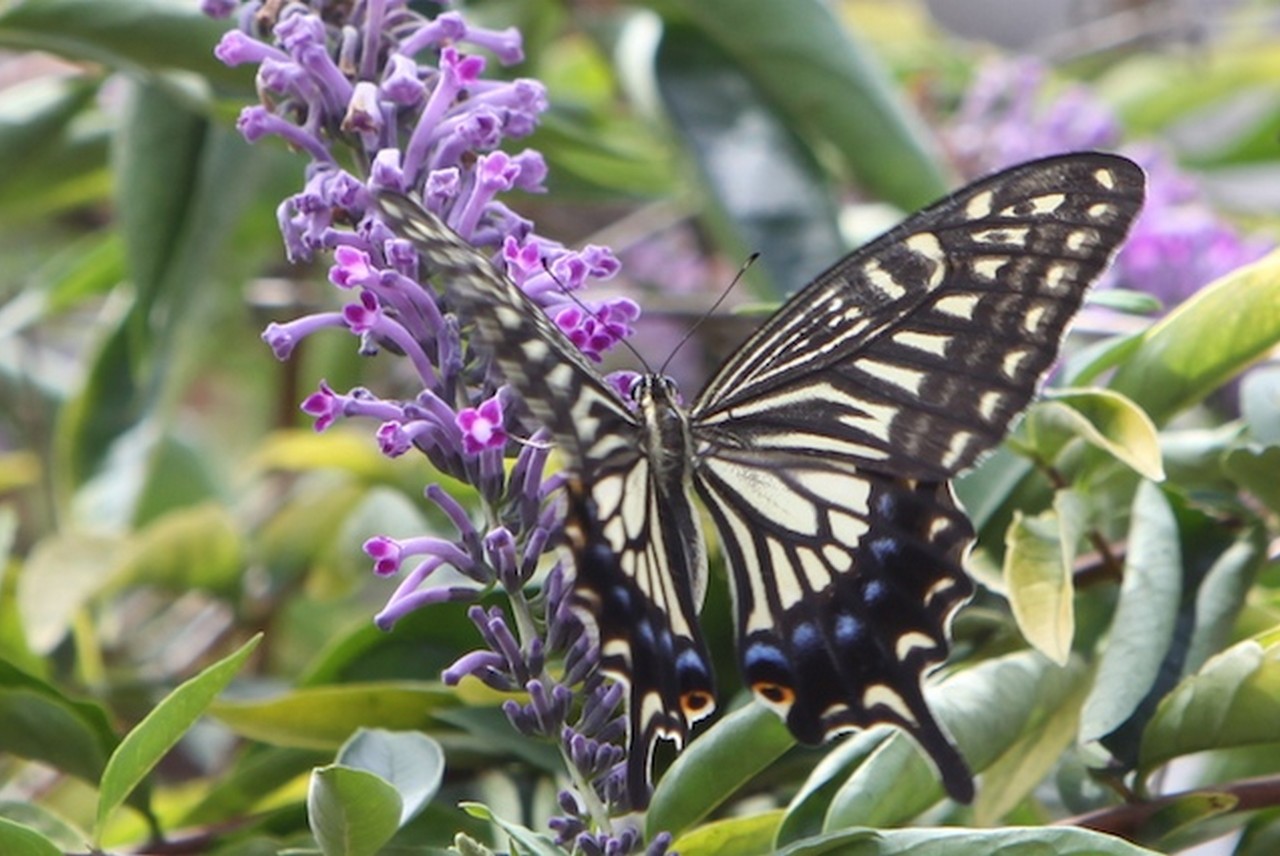 Image00011