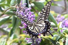 Image00012