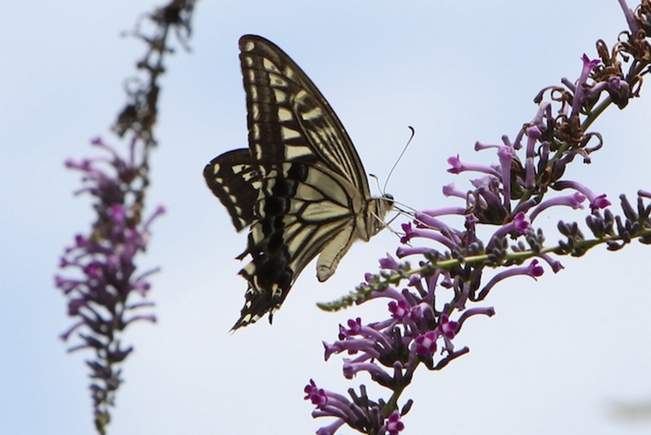 Image00014