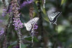 Image00020