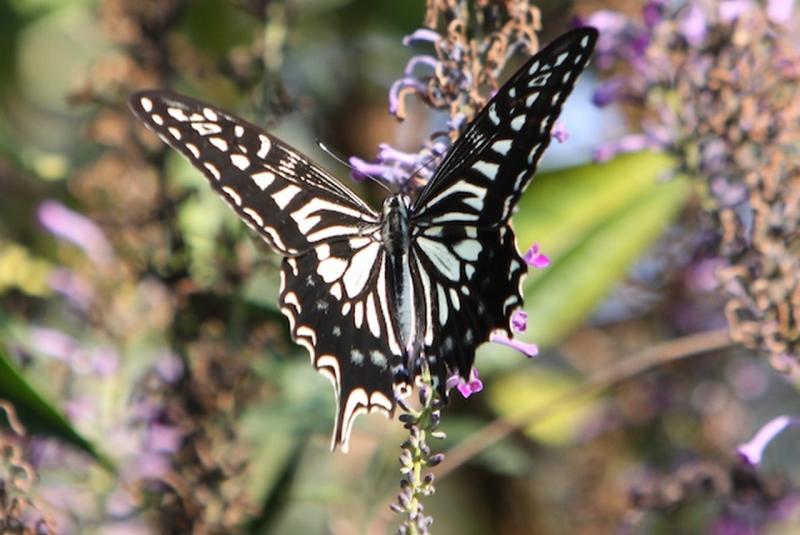 Image00025