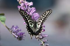 Image00027