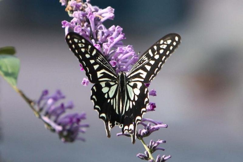 Image00027