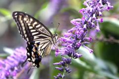 Image00029