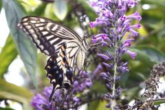 Image00031