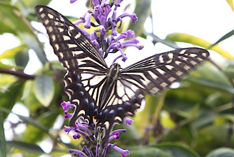 Image00032