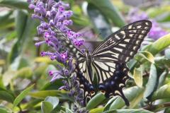 Image00037