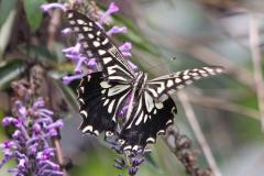 Image00041