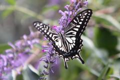 Image00045