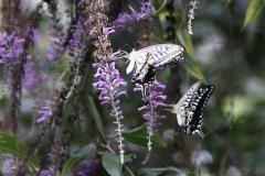 Image00047